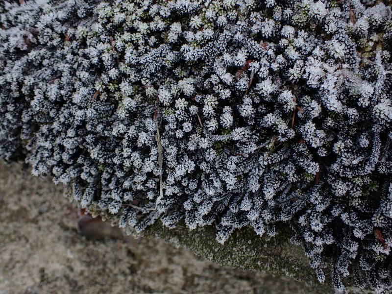 Blackmat Splashzone Moss