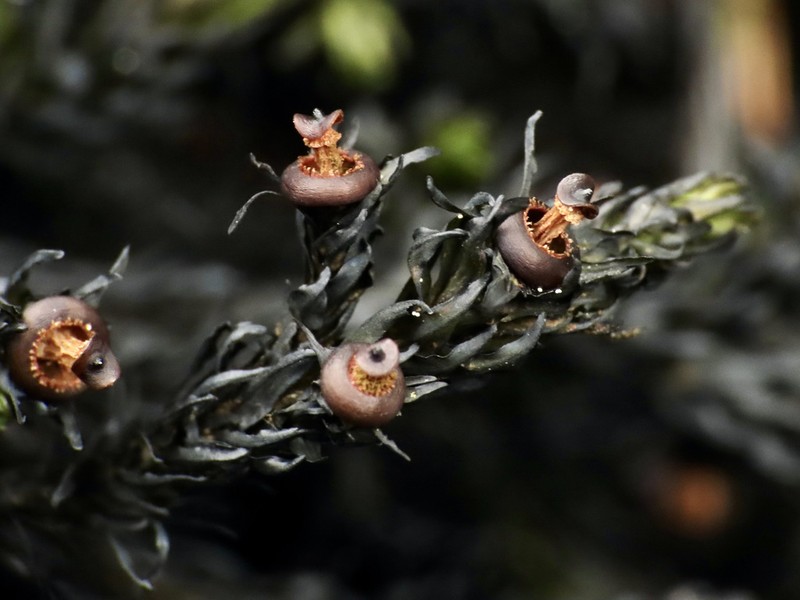 Blackmat Splashzone Moss photo 2