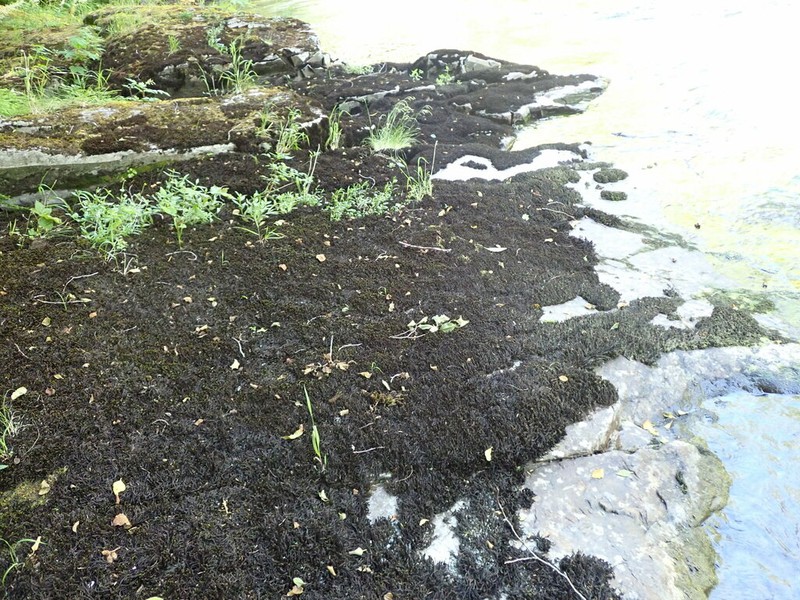 Blackmat Splashzone Moss photo 3