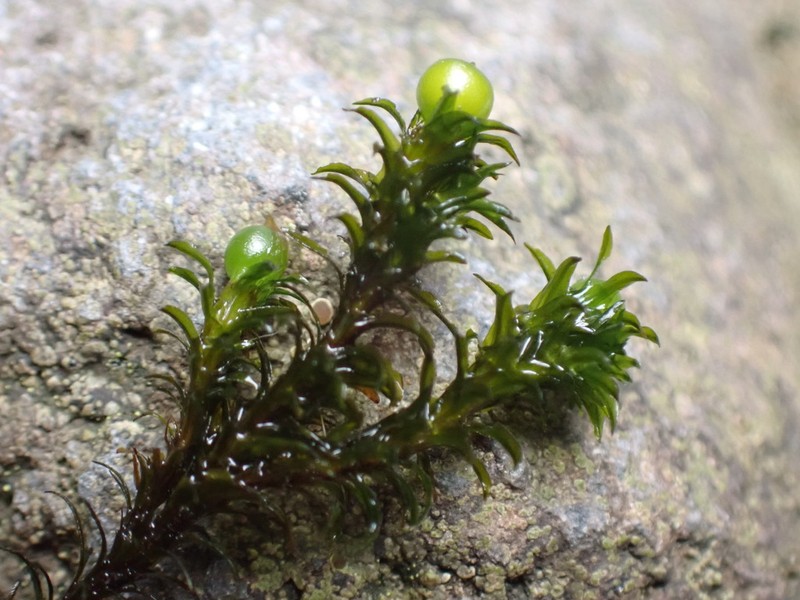 Blackmat Splashzone Moss photo 4