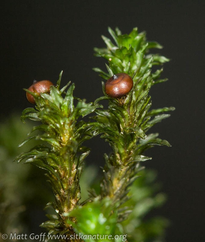 Blackmat Splashzone Moss photo 5