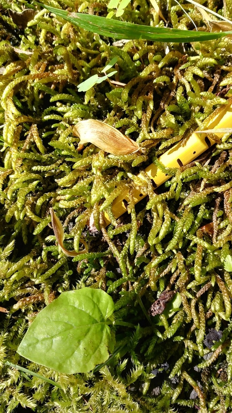 Blackmat Splashzone Moss photo 6