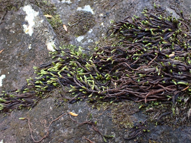 Blackmat Splashzone Moss photo 7