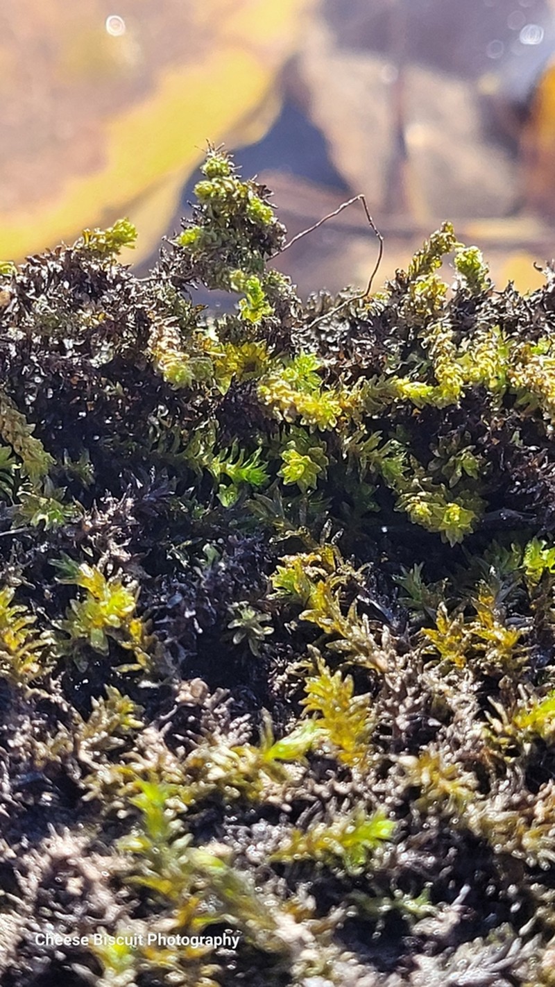 Blackmat Splashzone Moss photo 8
