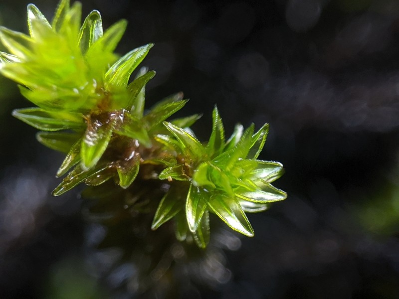 Marginate Splashzone Moss