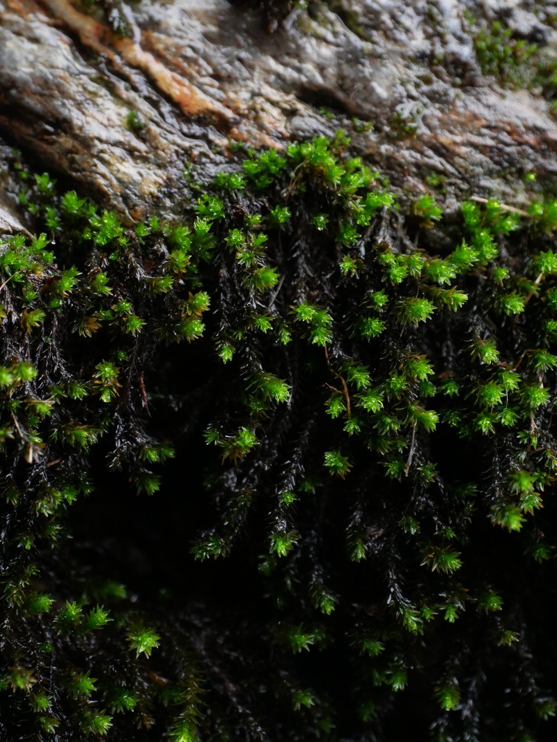 Marginate Splashzone Moss photo 3