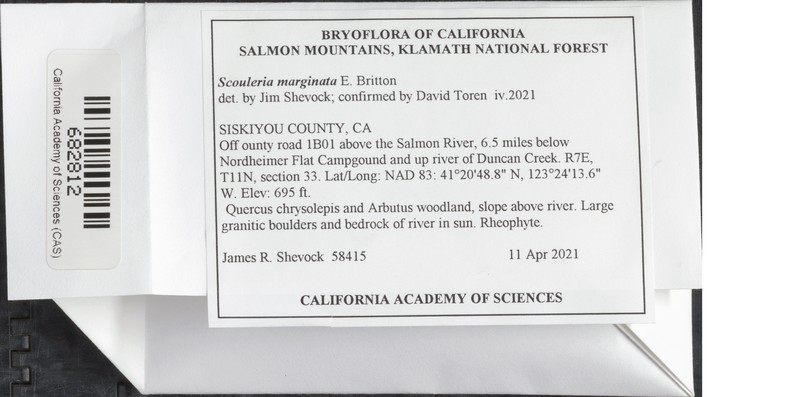 Marginate Splashzone Moss photo 5