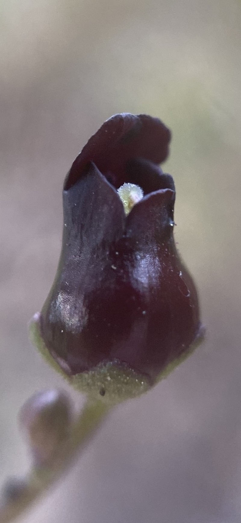 Darkflowered Figwort