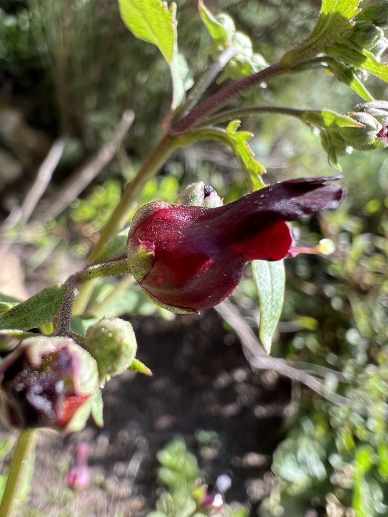 Darkflowered Figwort photo 2