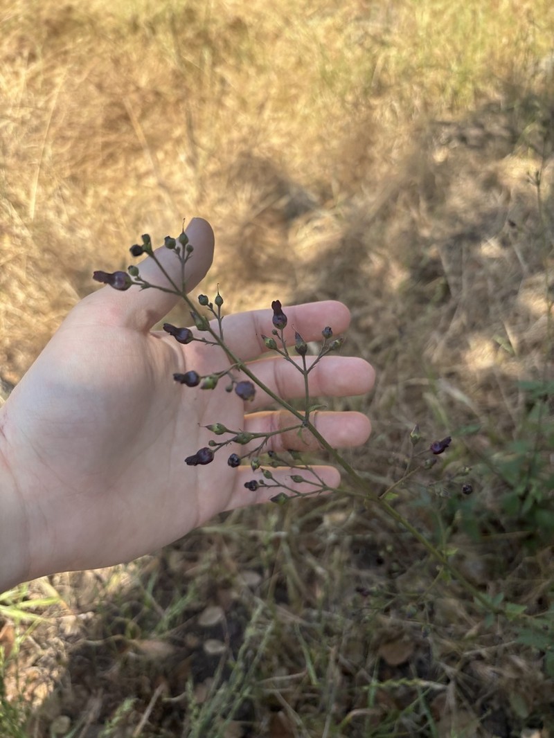 Darkflowered Figwort photo 3
