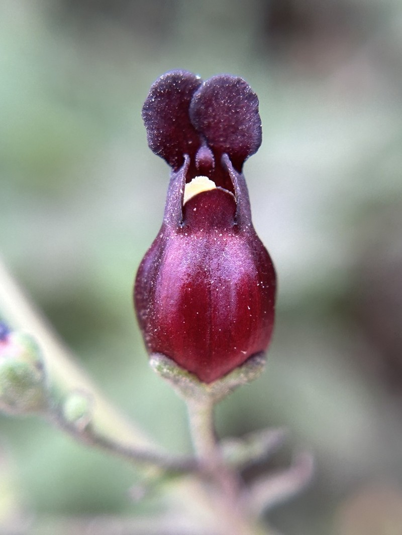 Darkflowered Figwort photo 4