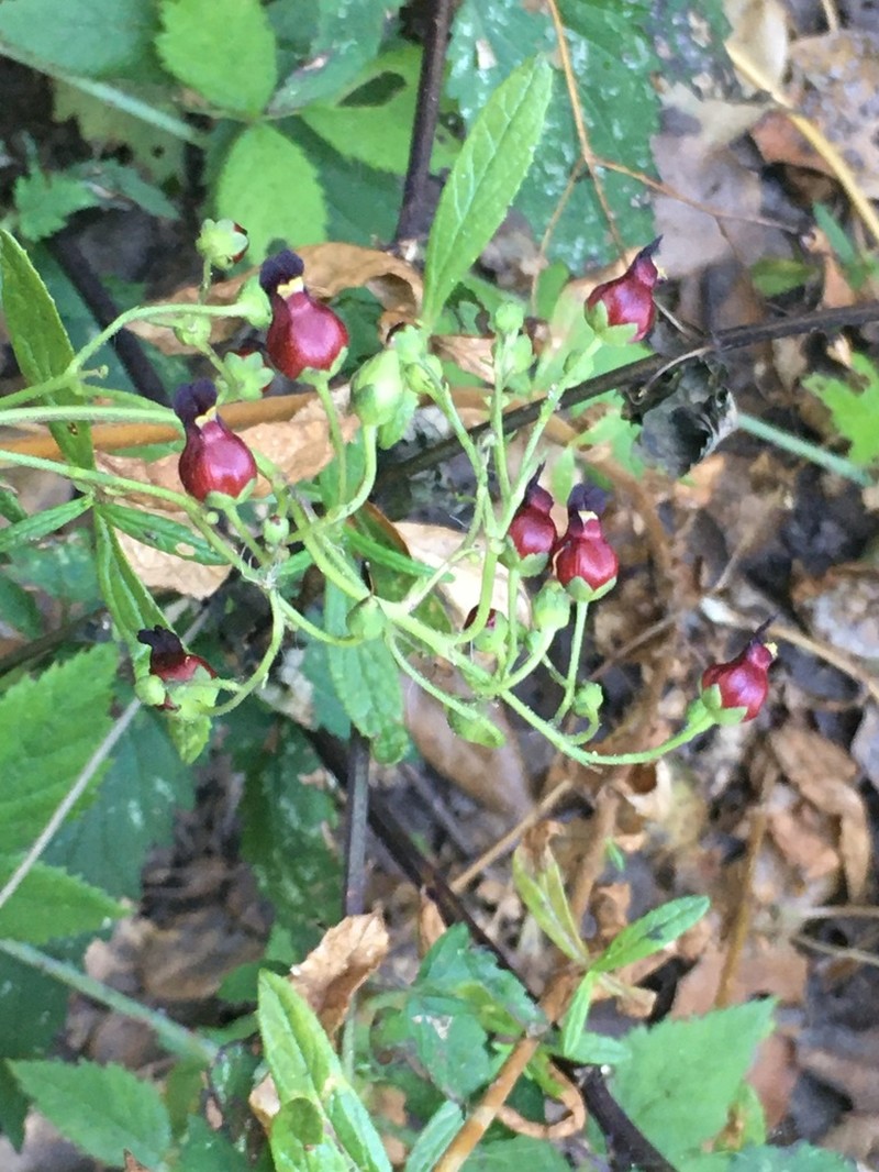Darkflowered Figwort photo 5