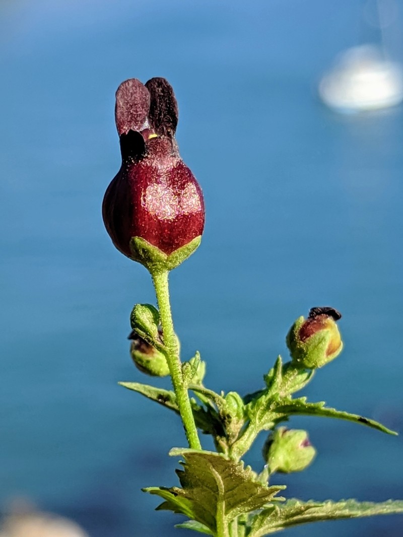 Darkflowered Figwort photo 6