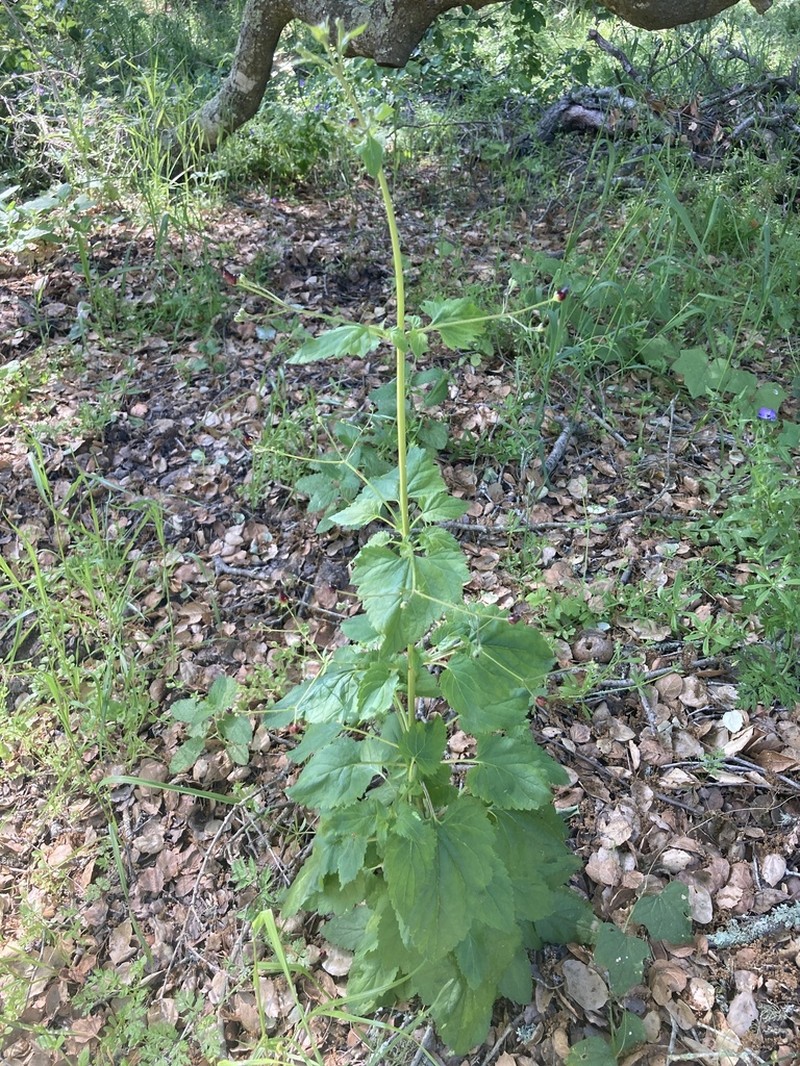 Darkflowered Figwort photo 7