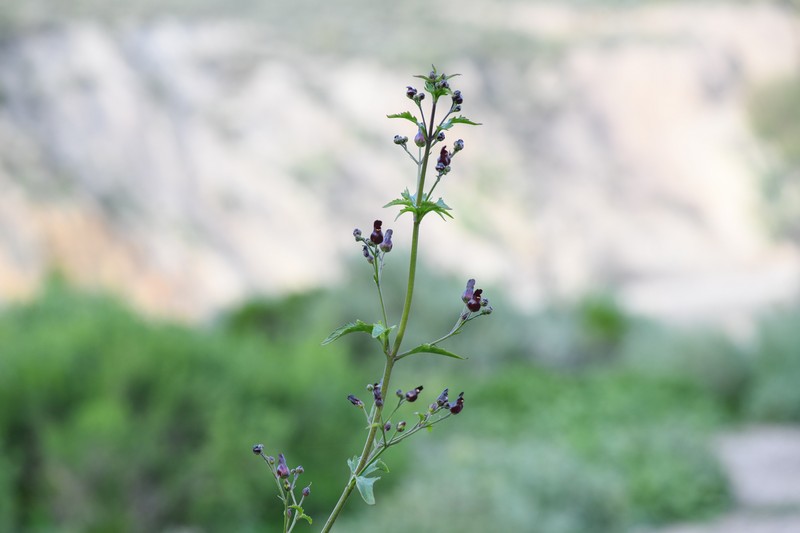 Darkflowered Figwort