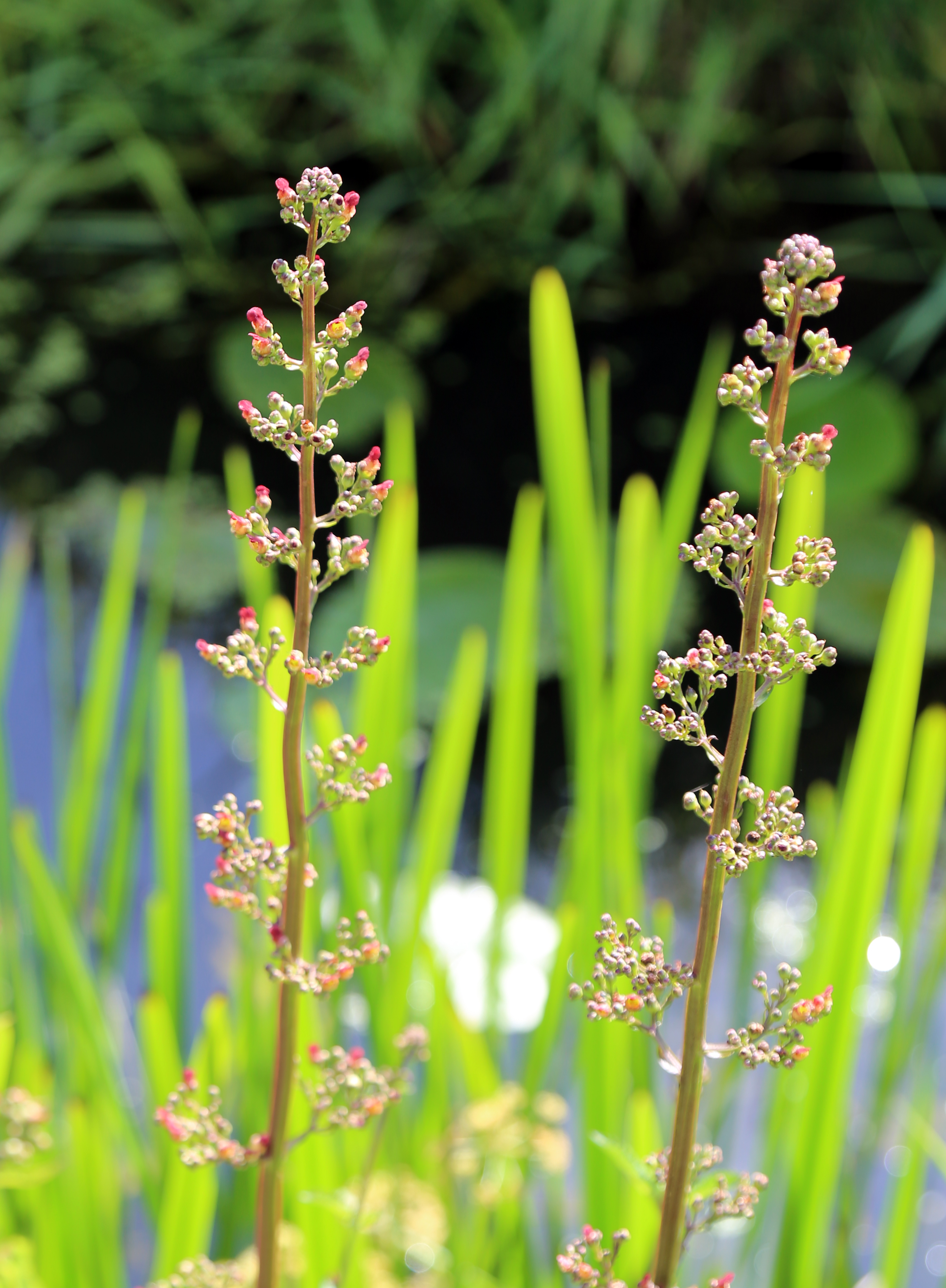 Shoreline Figwort photo 5