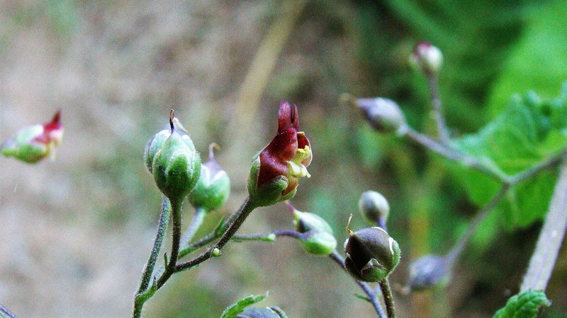 Shoreline Figwort photo 2
