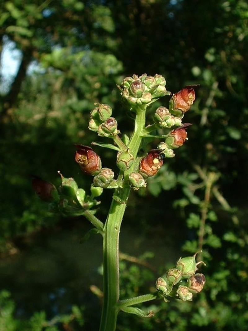 Shoreline Figwort
