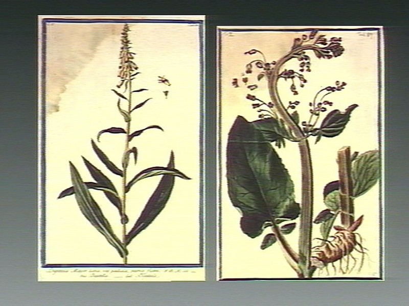 Shoreline Figwort photo 3