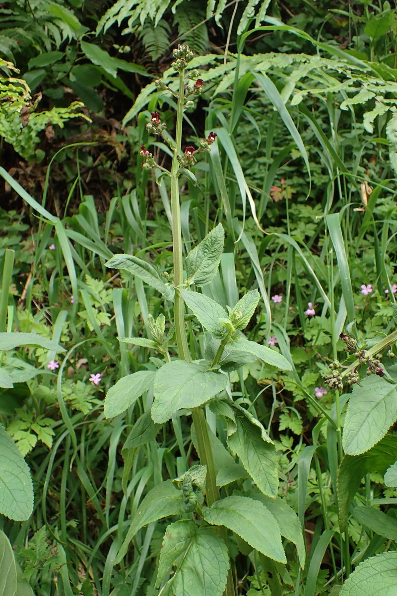 Shoreline Figwort photo 6