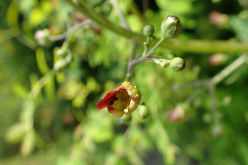 Shoreline Figwort photo 7