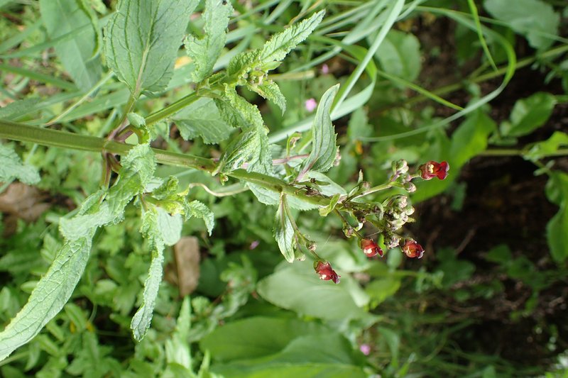 Shoreline Figwort photo 8