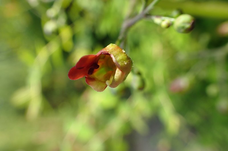 Shoreline Figwort photo 9