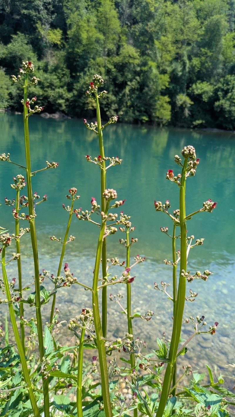 Scrophularia auriculata subsp. auriculata