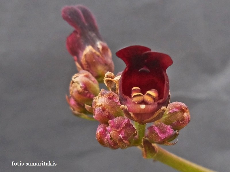 Scrophularia auriculata subsp. lyrata