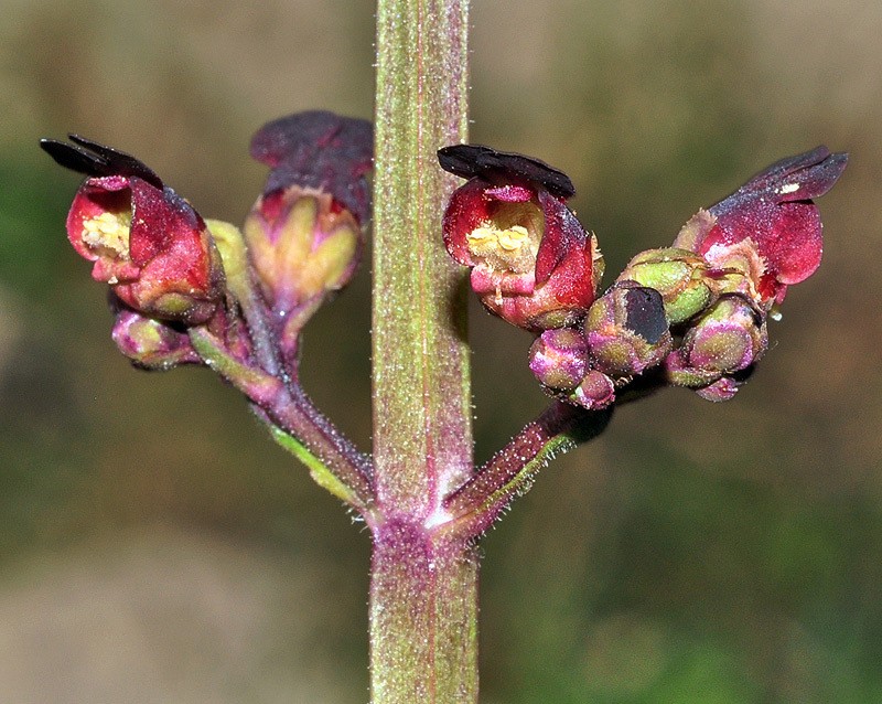 Scrophularia auriculata subsp. lyrata photo 2