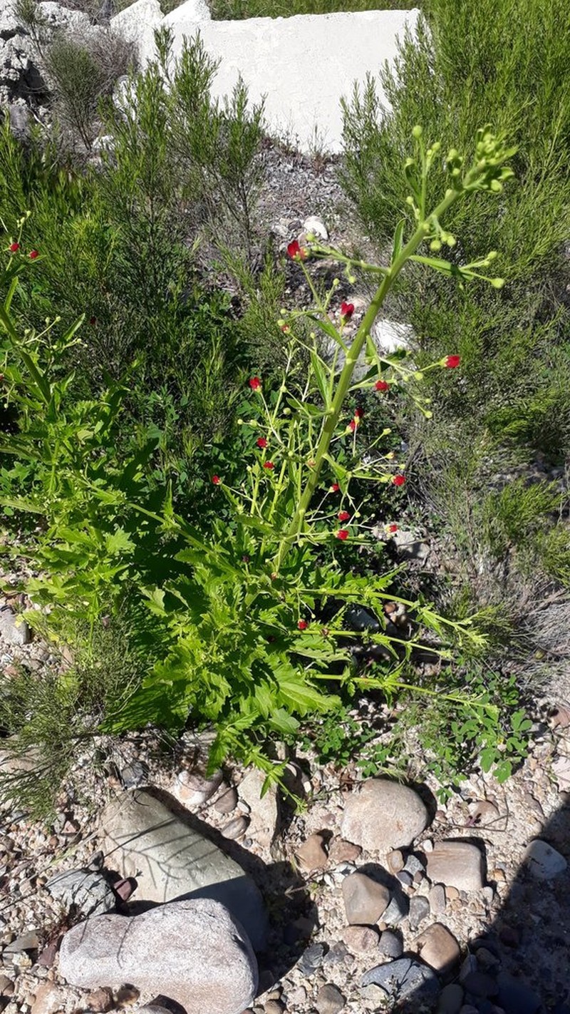 California Figwort photo 5