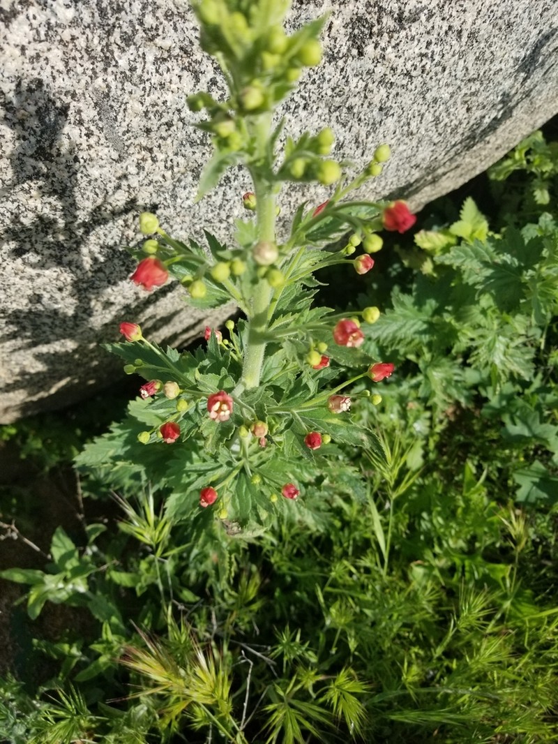 California Figwort photo 7