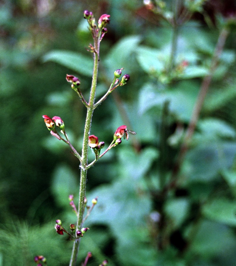 Oregon Figwort