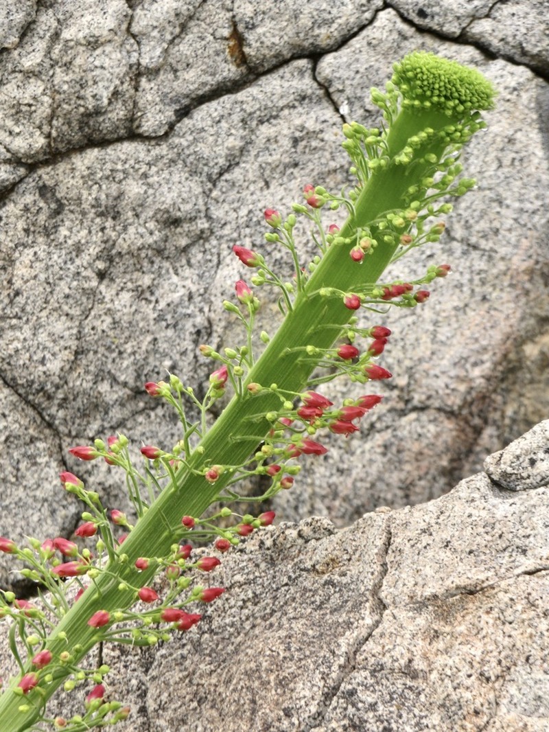 Oregon Figwort photo 2
