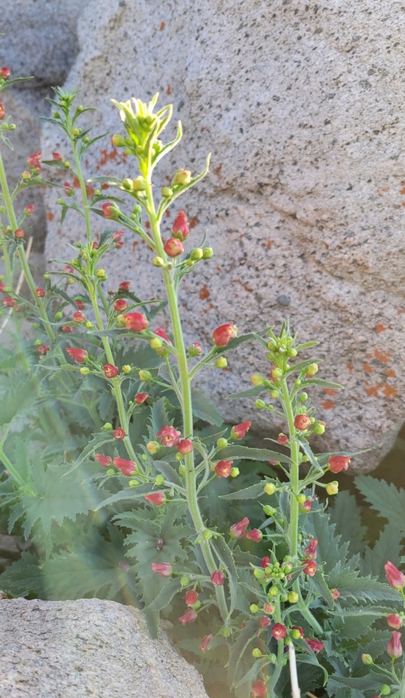 Oregon Figwort photo 3