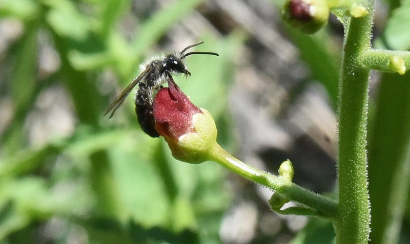 Oregon Figwort photo 4