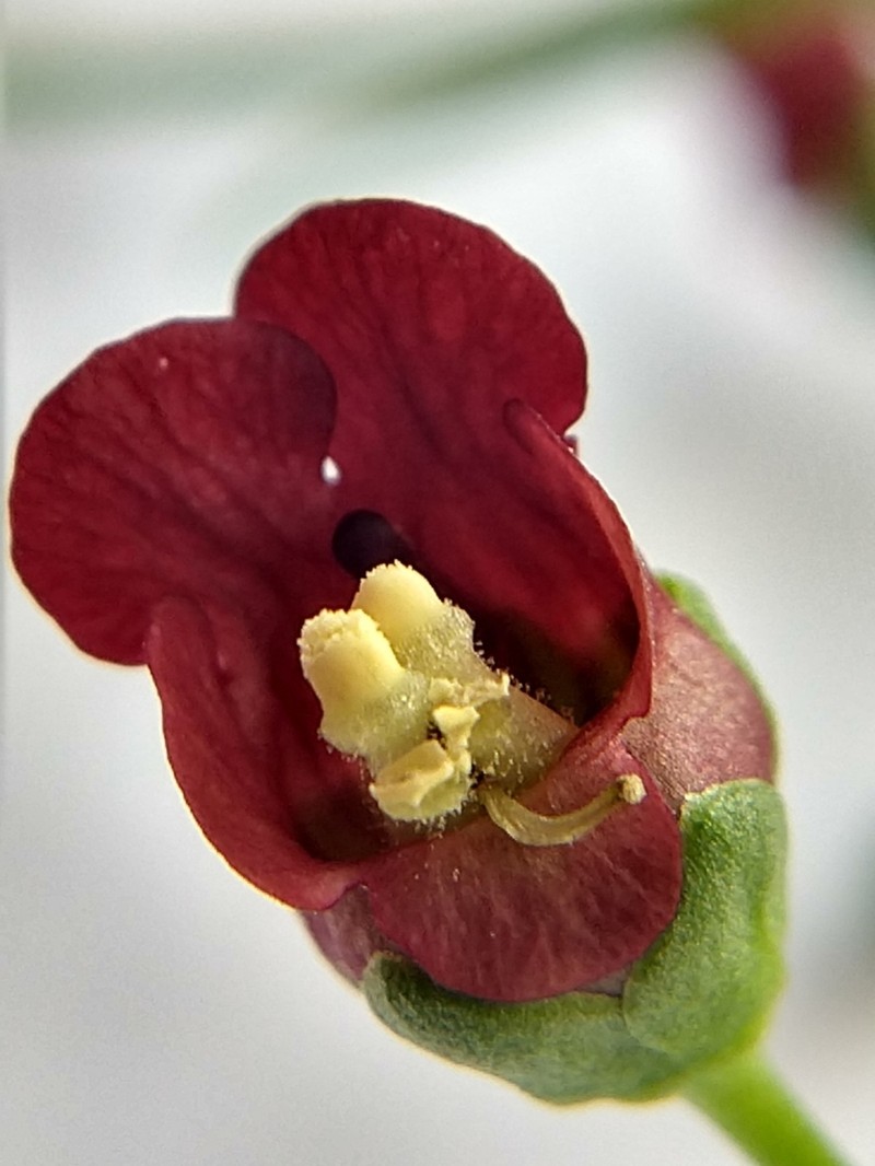 Oregon Figwort photo 6