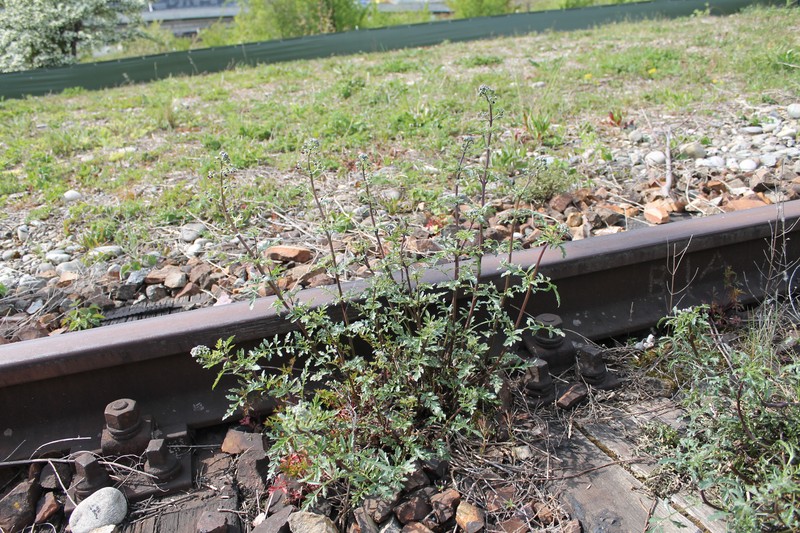 Dog Figwort photo 5