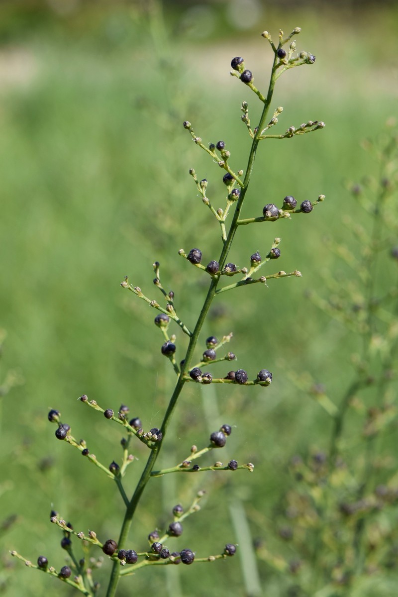 Dog Figwort photo 6