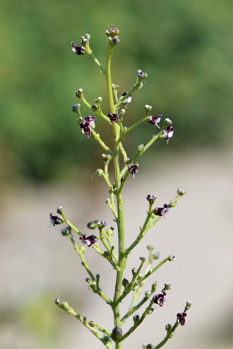 Dog Figwort