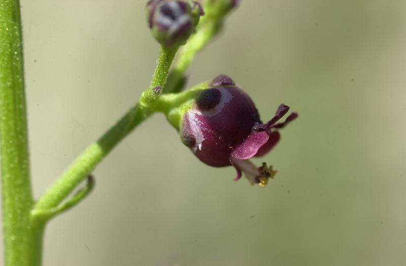 Dog Figwort photo 7