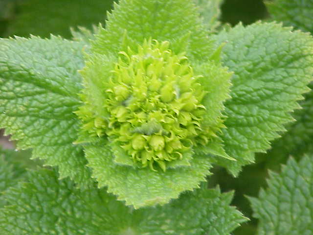 Dog Figwort photo 8