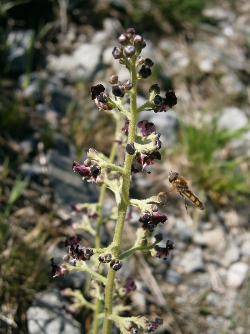 Dog Figwort photo 2