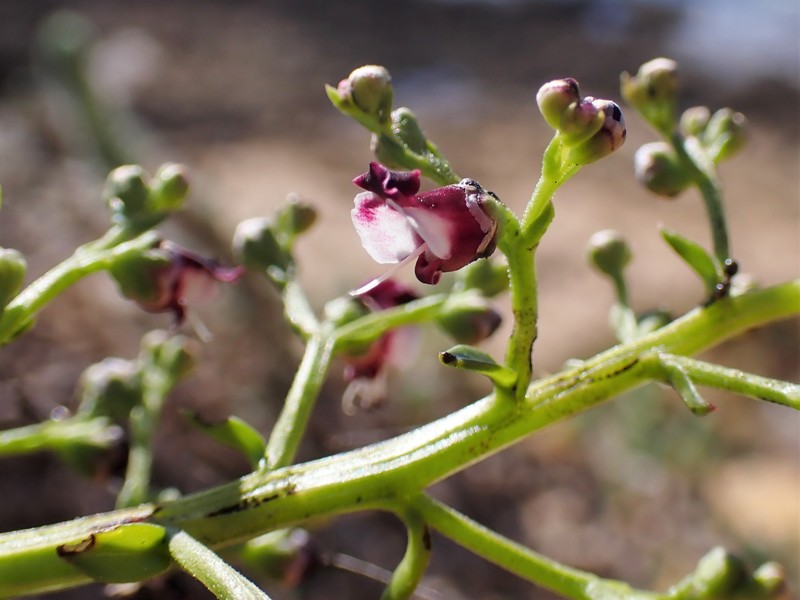 Dog Figwort photo 3