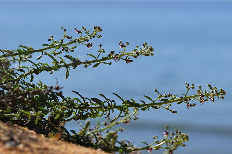 Dog Figwort photo 4