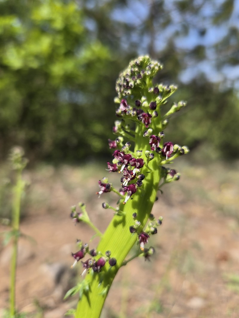 Scrophularia canina subsp. canina