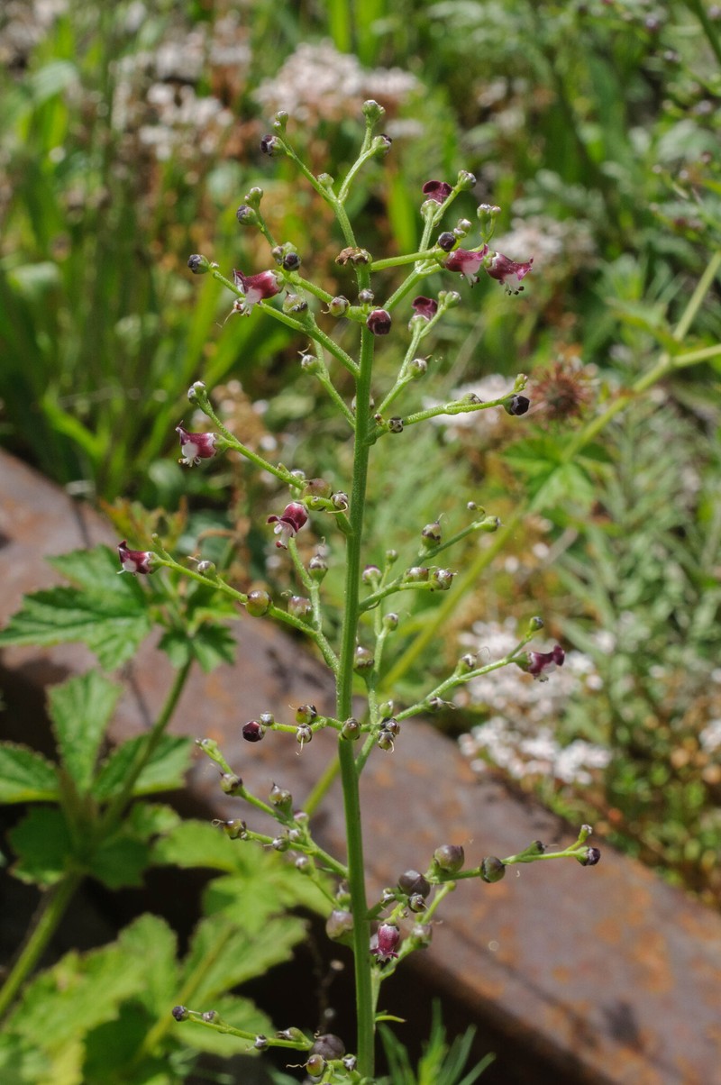 Scrophularia canina subsp. canina photo 4