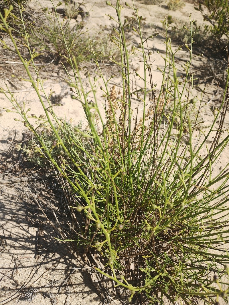 Scrophularia canina subsp. ramosissima