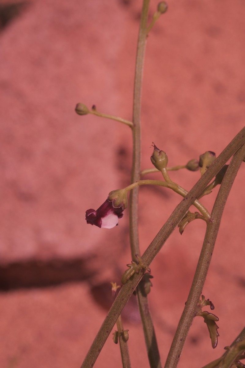 Scrophularia canina subsp. ramosissima photo 2