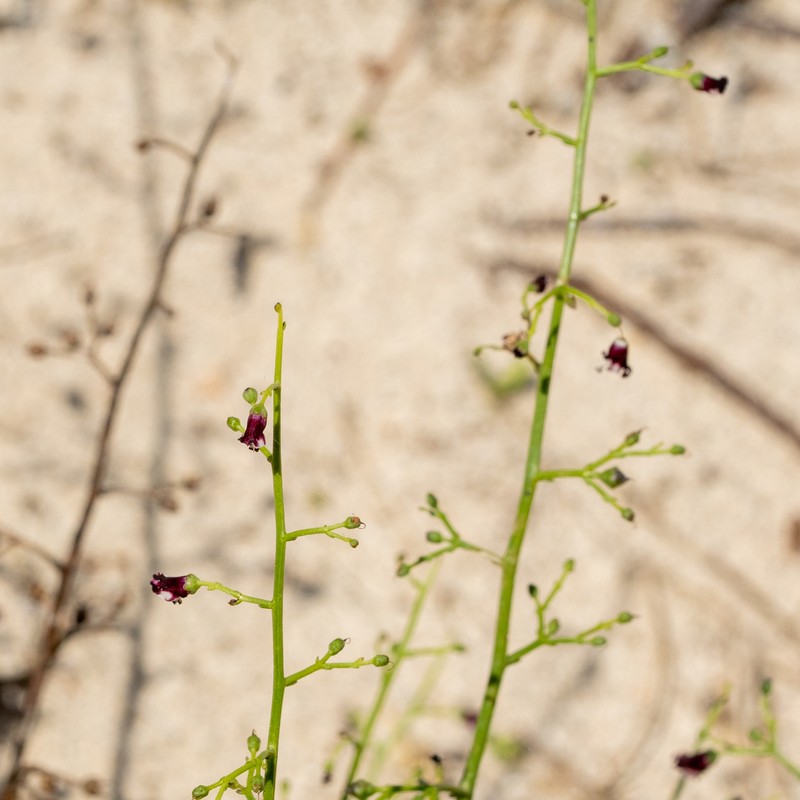 Scrophularia canina subsp. ramosissima photo 3
